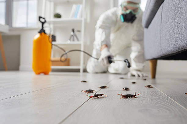 Commercial Kitchen Cockroach Control in Carlin